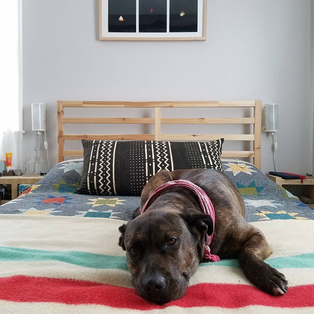 Black & White Geometric Pillow - BlackBlack & WhitehunterHUNTEDFOX - Black & White Geometric Accent Pillow - BlackBlack & WhitehunterHUNTEDFOX - Black & White Geometric Accent Pillow