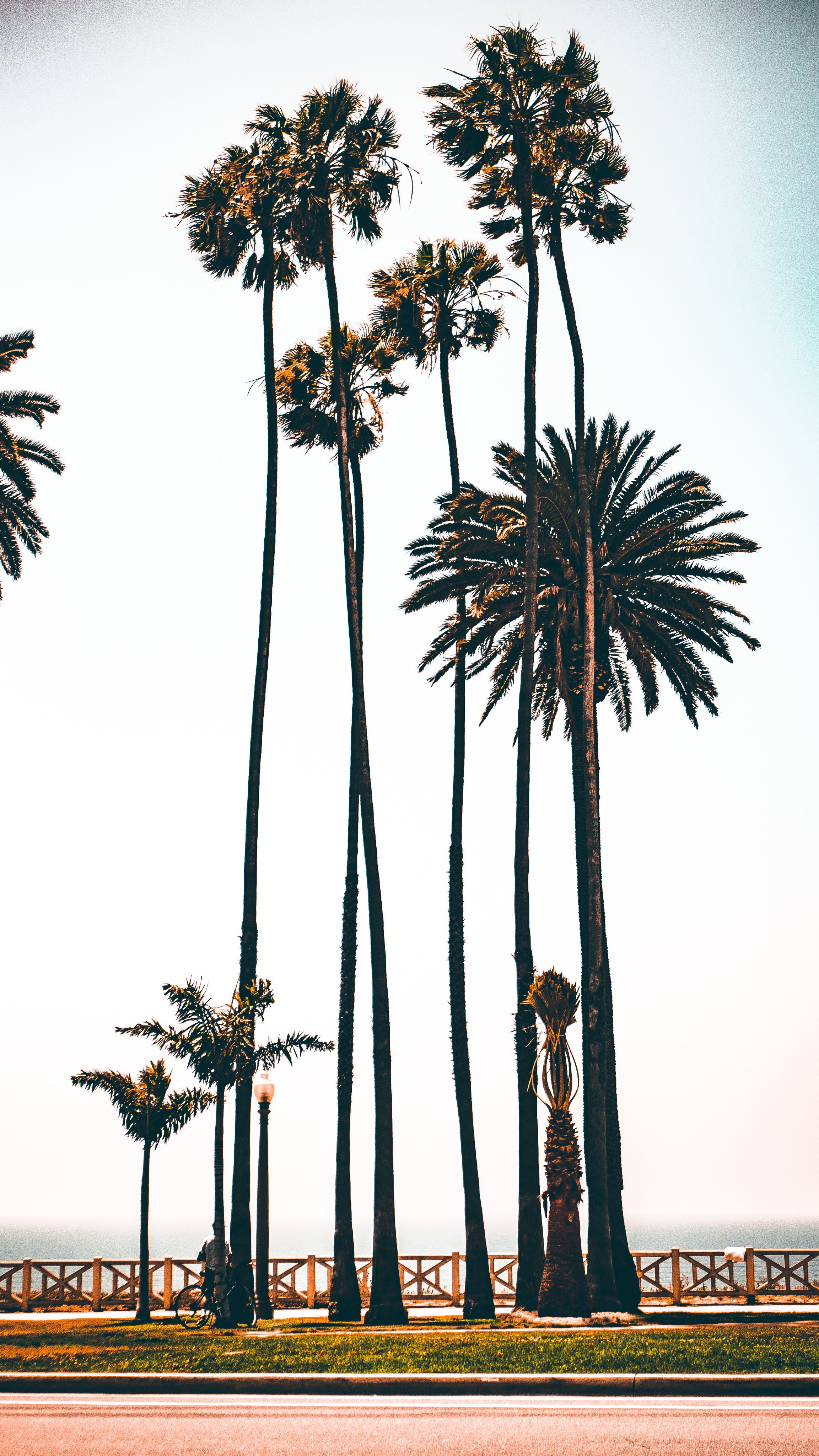 los-angeles-palms-by-boardwalk.jpg